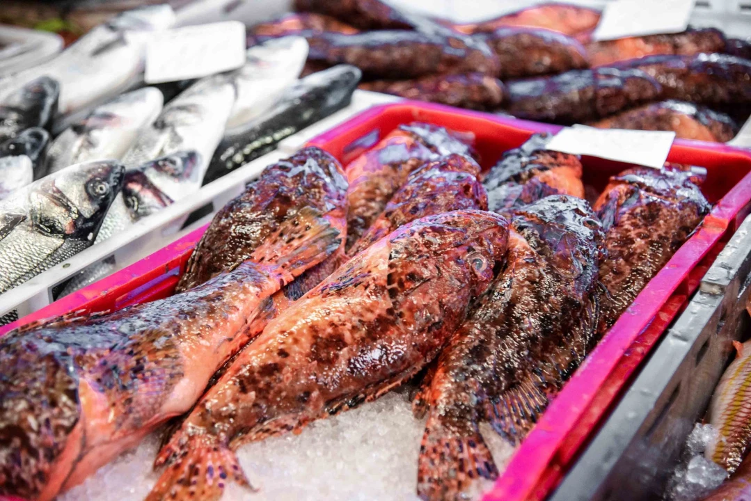 Šibenska peškarija danas nudi hamu, ribu na rubu istrebljenja u Jadranu