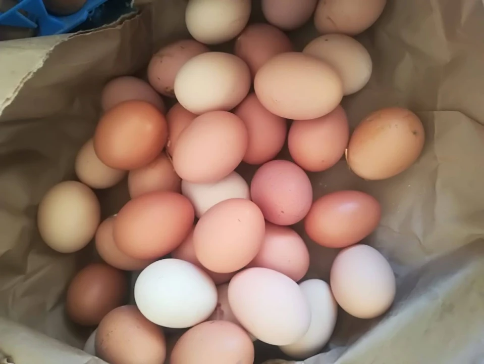 'Halo Jaja': Od koka do vaše kuhinje u najkraćem mogućem roku!