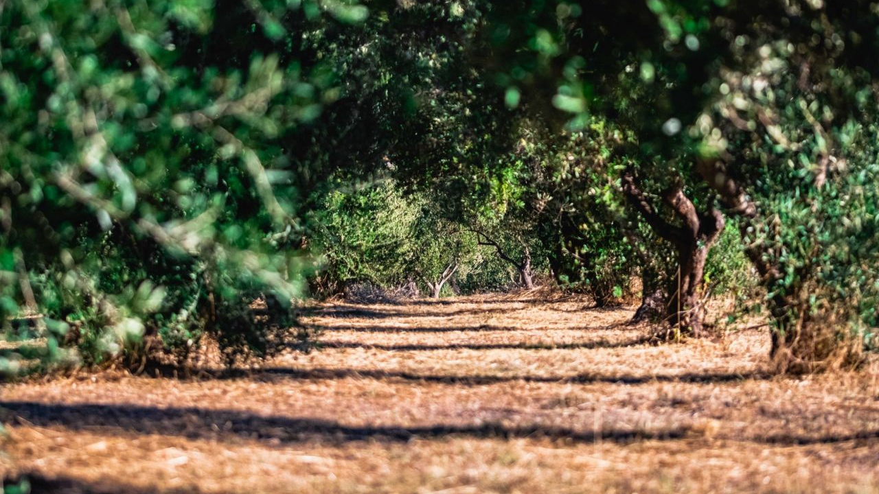 Ako ste vlasnik maslinika ili vinograda, pazite se lovaca. Dujić: ‘Uvijek se nađe budala, teško je to iskorijeniti’