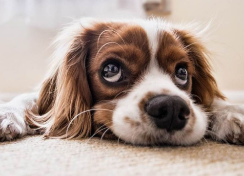 FOTO Skipper je štene rođeno sa šest nogu: “Ovaj psić je čudo”