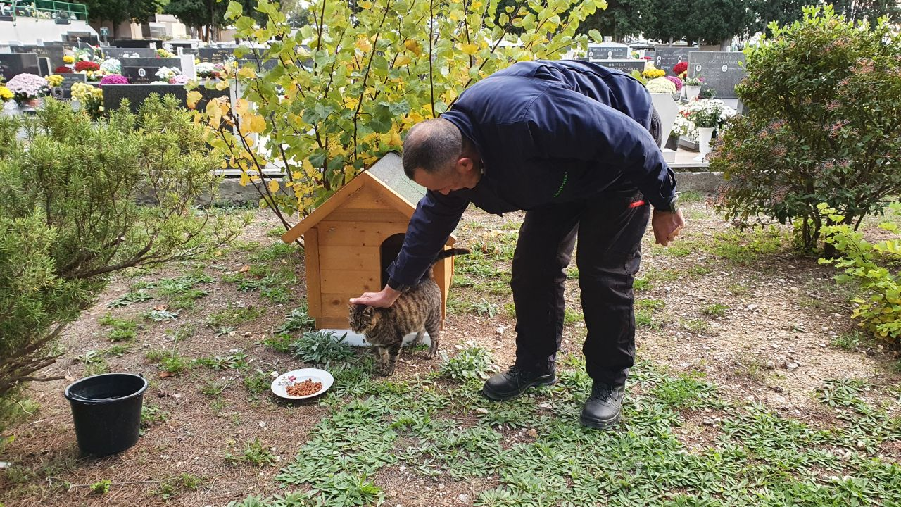 Mali Joka, jedini živi stanovnik šibenskog groblja: Dobio je i kućicu, a ne prođe dan da ne dobije i marendu