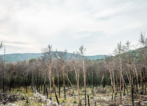 'Hrvatske šume manipuliraju građane i obmanjuju institucije EU, to je udruženi zločinački pothvat'