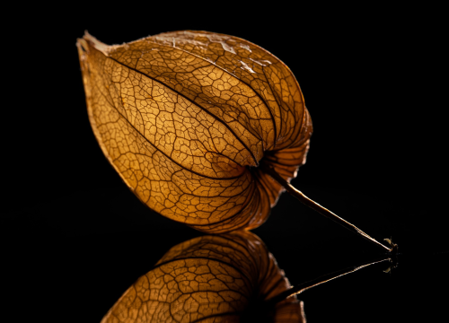 Peruanska jagoda: Egzotična namirnica i odličan dodatak slanim i slatkim jelima