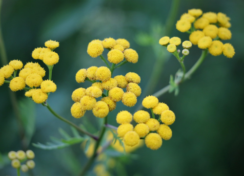 Ulje smilja: Smanjuje bore, a pomaže i kod brojnih drugih kožnih problema