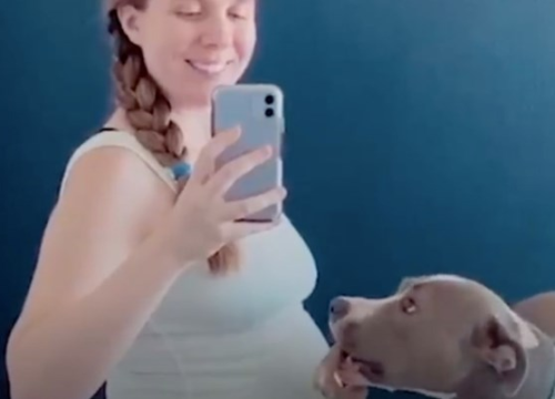 Pit bull obožavao trbuh trudne vlasnice: 'Kad se rodio, odmah ga je prihvatila kao svoje dijete'