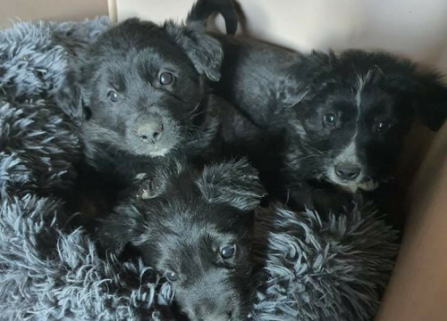 Fotografija 6 - Netko je u gradu odbacio ove tri njuškice stare tek dva mjeseca: Štenci traže siguran dom