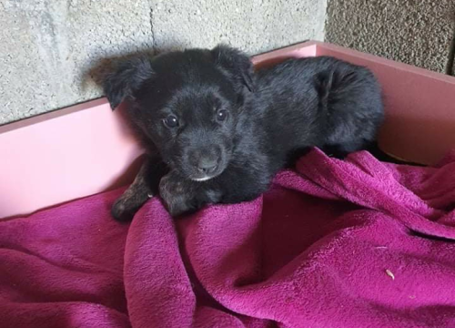 Fotografija 2 - Netko je u gradu odbacio ove tri njuškice stare tek dva mjeseca: Štenci traže siguran dom