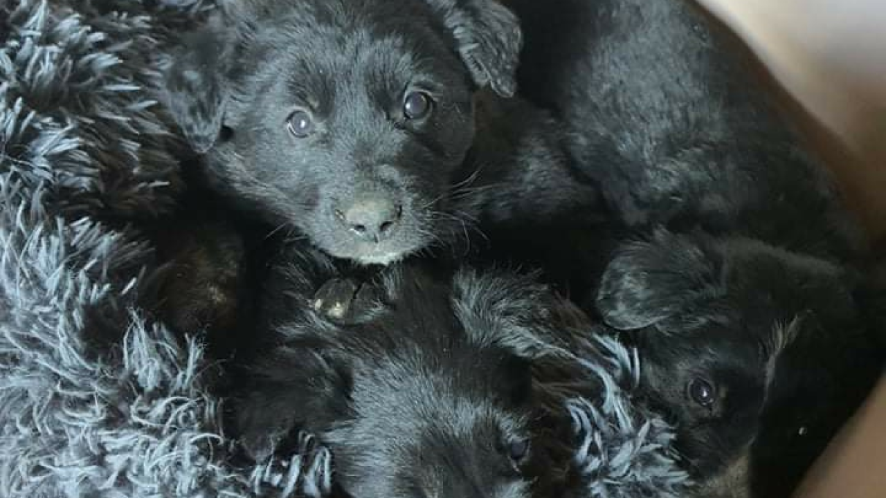 Netko je u gradu odbacio ove tri njuškice stare tek dva mjeseca: Štenci traže siguran dom