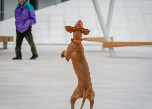 'Psi ne vole grljenje': Ne nervirajte ih s ovih pet stvari