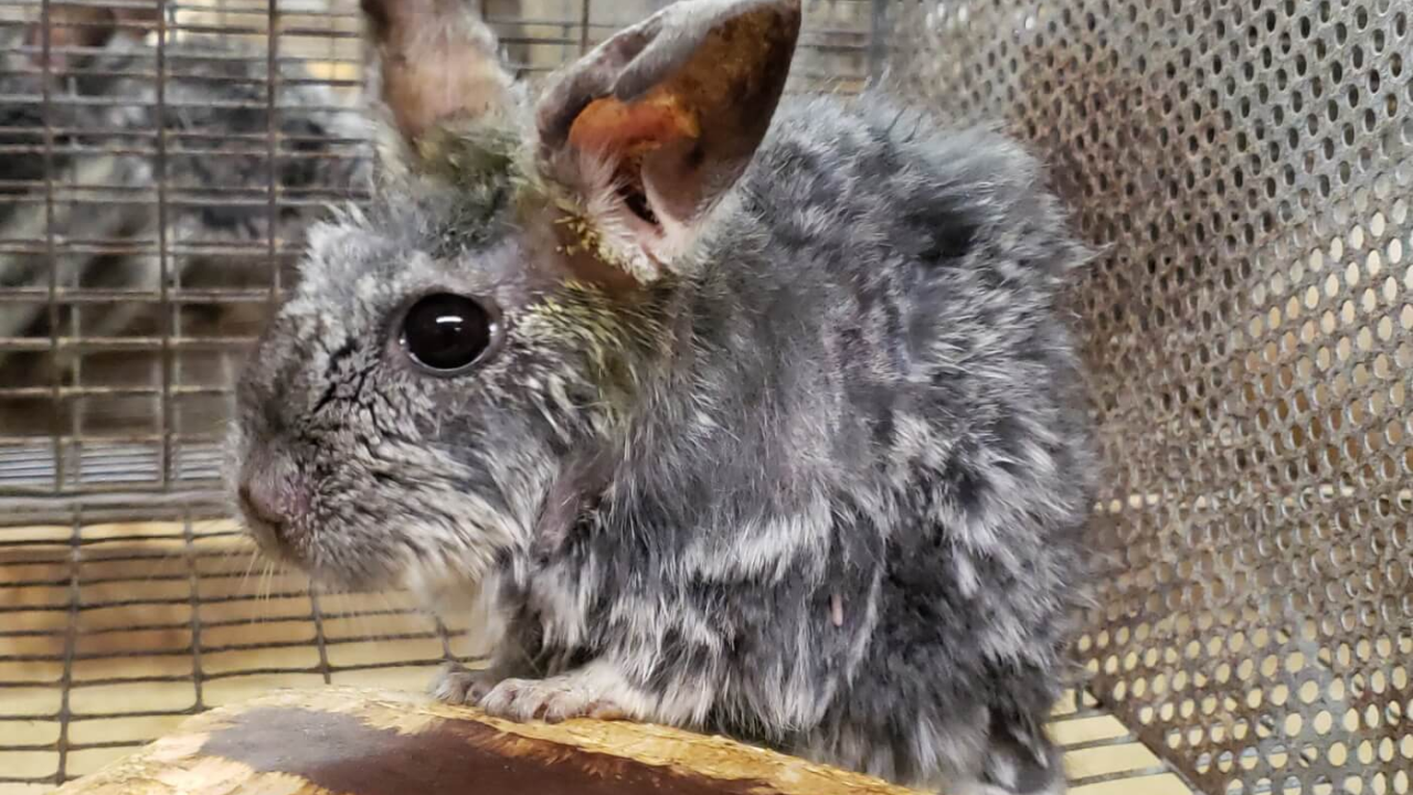 Samo u Europi u bolovima ih umire 35 tisuća godišnje: Birajte kozmetiku koja nije testirana na životinjama