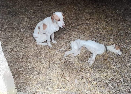U okolici Knina netko ih je ostavio da umru od gladi: Preživjeli psić čuvao je svog mrtvog brata