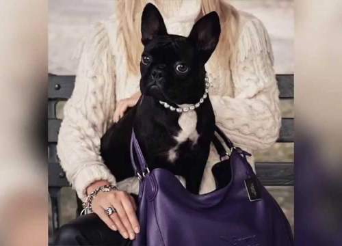 Pet osoba uhićeno u vezi s otmicom pasa Lady Gage