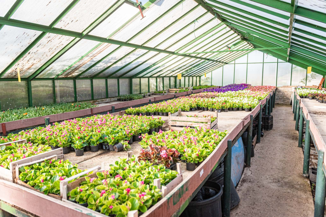 Zeleni grad pripremio dvije tisuće sadnica koje će podijeliti građanima: pelargonije, petunije, vodenike, gazanije…