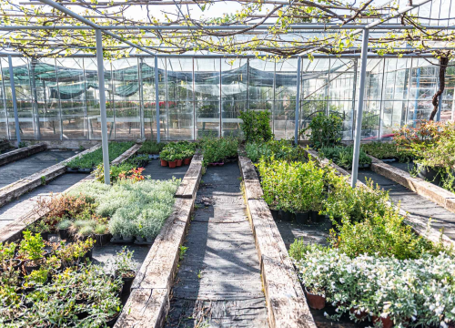 Fotografija 3 - Zeleni grad pripremio dvije tisuće sadnica koje će podijeliti građanima: pelargonije, petunije, vodenike, gazanije…