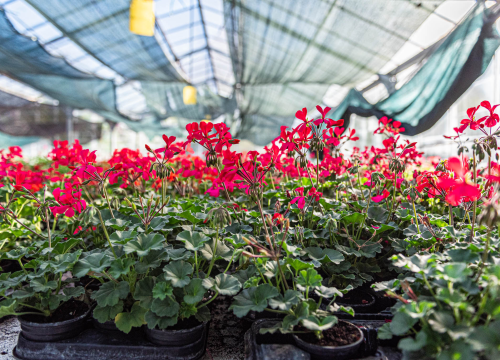 Fotografija 4 - Zeleni grad pripremio dvije tisuće sadnica koje će podijeliti građanima: pelargonije, petunije, vodenike, gazanije…