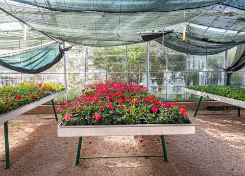 Fotografija 5 - Zeleni grad pripremio dvije tisuće sadnica koje će podijeliti građanima: pelargonije, petunije, vodenike, gazanije…