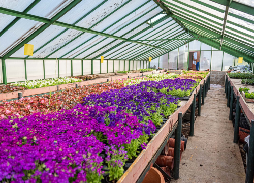 Zeleni grad pripremio dvije tisuće sadnica koje će podijeliti građanima: pelargonije, petunije, vodenike, gazanije…