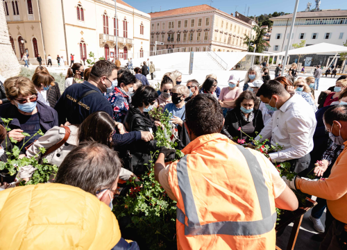 Umirovljenički stampedo za sadnice đirana na Poljani: ‘Gužva je veća za cvijeće nego za cijepljenje’