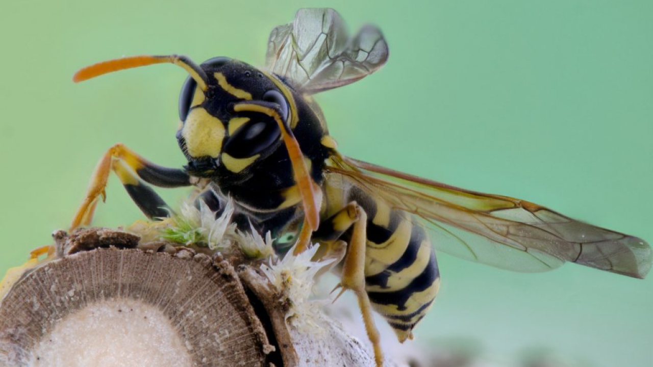 Kako se riješiti osa? Ovo su najbolji načini da se riješite nametnika