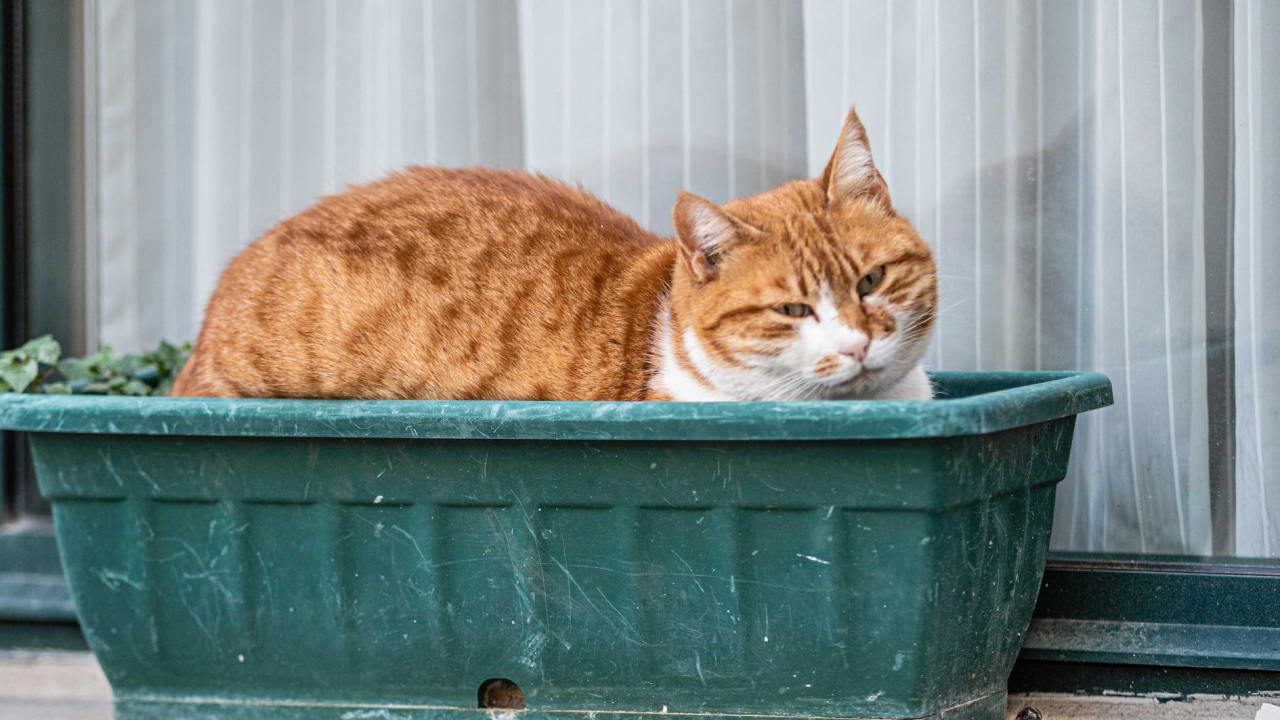 Pet rečenica koje nikada ne biste smjeli govoriti svojoj mački