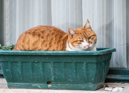Pet rečenica koje nikada ne biste smjeli govoriti svojoj mački