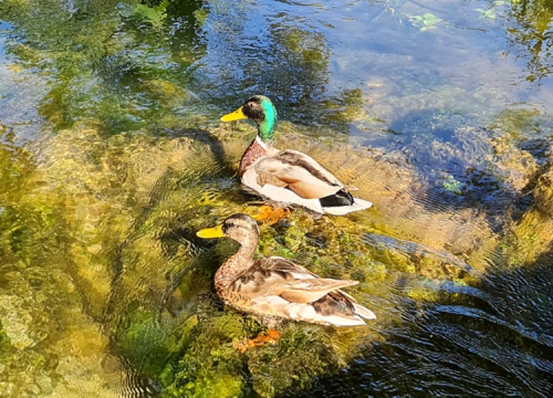 Fotografija 6 - Proveli smo Majčin dan na Skradinskom buku uz ljepote Majke prirode