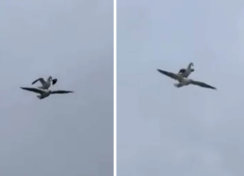 Ova snimka dokazuje da galebovi imaju dalmatinski mentalitet: Jedan se provozao drugome na leđima