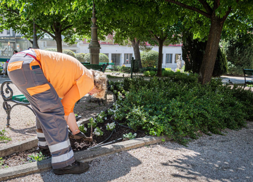 Fotografija 2 - U šibenskom 'dnevnom boravku' sadi se cvijeće i uređuje okoliš: Perivoj Roberta Visianija dočekat će ljeto u punom sjaju