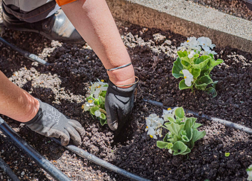 Fotografija 8 - U šibenskom 'dnevnom boravku' sadi se cvijeće i uređuje okoliš: Perivoj Roberta Visianija dočekat će ljeto u punom sjaju