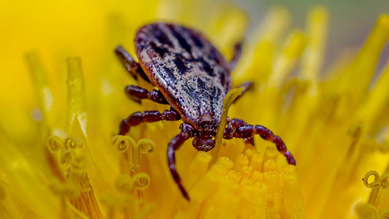 Izleti u prirodu nose i skriveni rizik: Evo što trebate znati