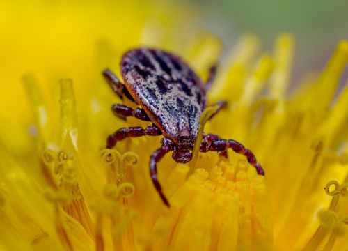 Izleti u prirodu nose i skriveni rizik: Evo što trebate znati