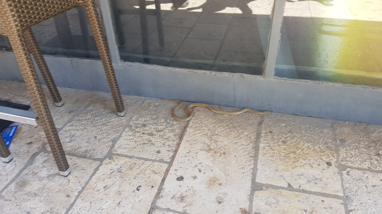 Zmija dogmizala do štekata na Baldekinu: 'Odmah je postala atrakcija!'