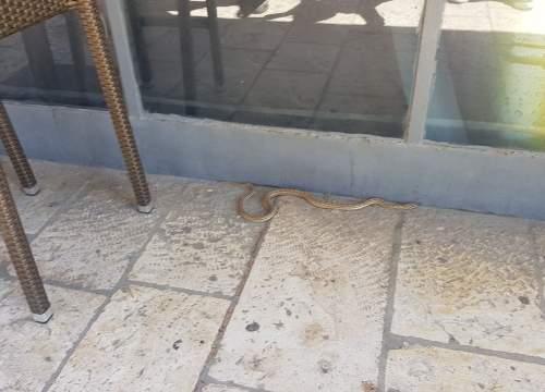 Zmija dogmizala do štekata na Baldekinu: 'Odmah je postala atrakcija!'