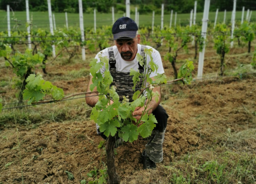 Fotografija 9 - Tko je zapravo Marko Jelić? Obiteljski čovjek, znanstvenik, vinogradar i zaljubljenik u svoj kraj…