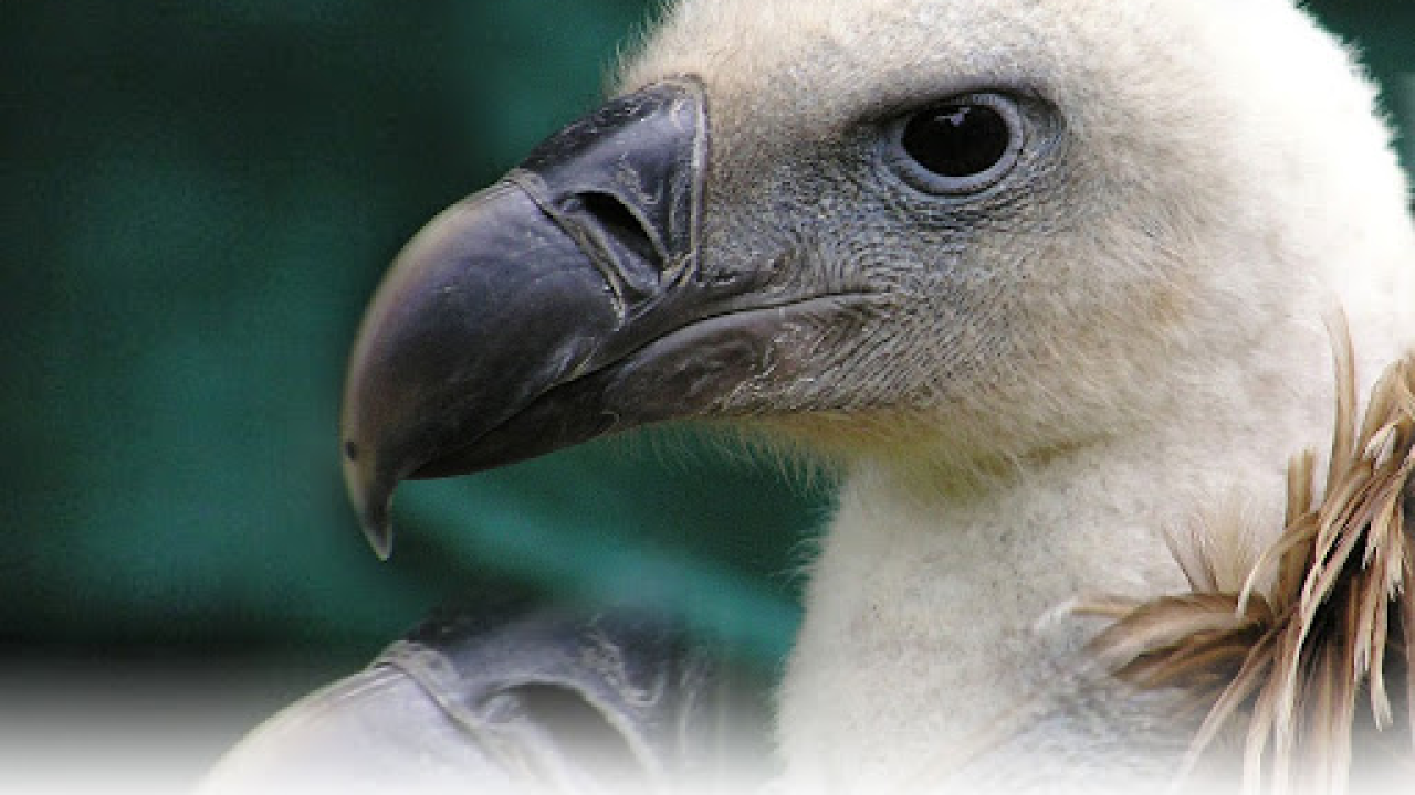 Mladi bjeloglavi supovi nakon oporavka pušteni u prirodu: Zaštićene rijetke ptice uspješno poletjele
