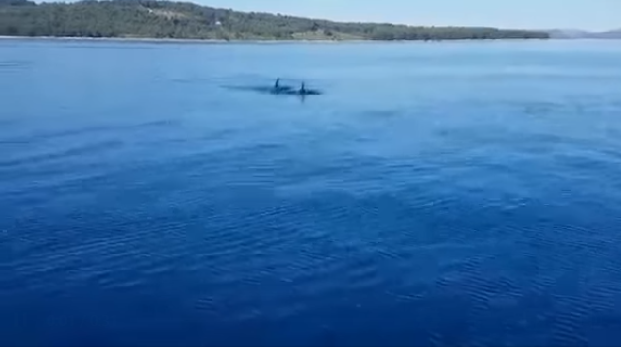 Na pravom mjestu u pravo vrijeme: Pogledajte dupine jutros kod tvrđave sv. Nikole