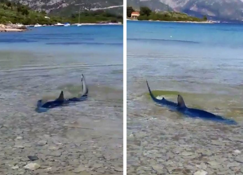 Morski pas dug dva metra u plićaku korčulanske plaže!