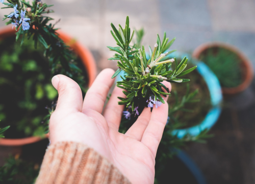 Ružmarin osvaja mirisom i izgledom, ali ima i brojne druge velike koristi