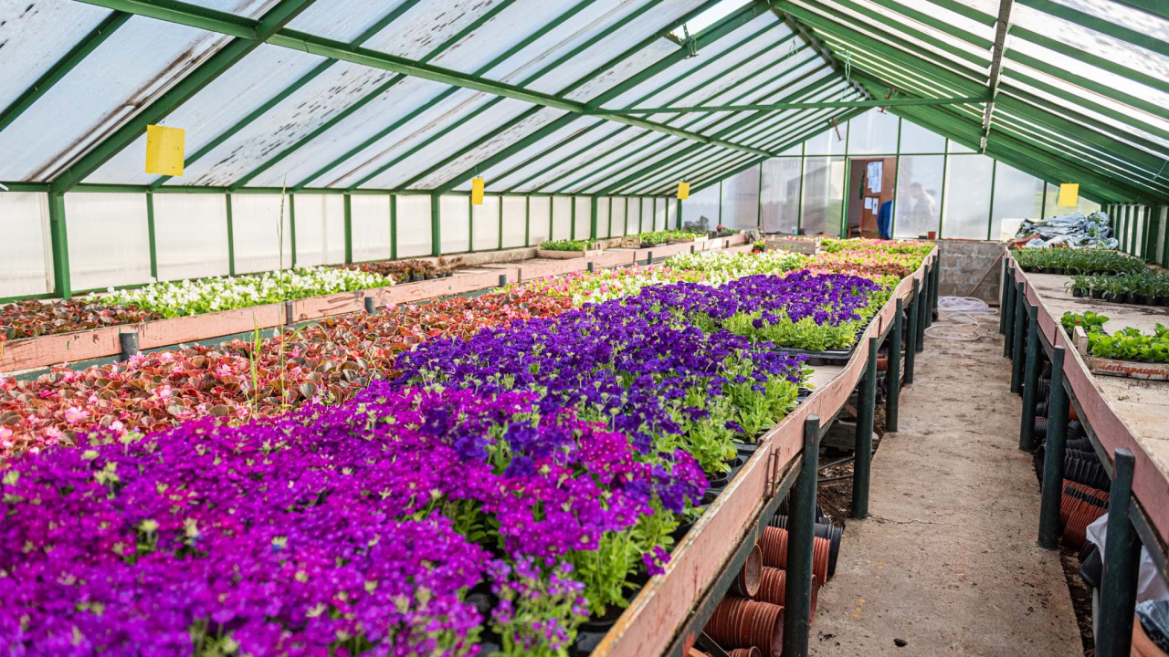 Najbolje cvijeće za svaki horoskopski znak