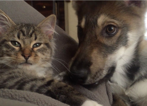 Kakvi su ljubitelji mačaka, a kakvi pasa? Nova studija ima pokoji odgovor o karakterima