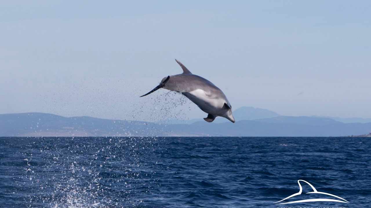Isplovite li prema šibenskim otocima, dobre su šanse da vidite dupine: Evo kako se ponašati kraj njih