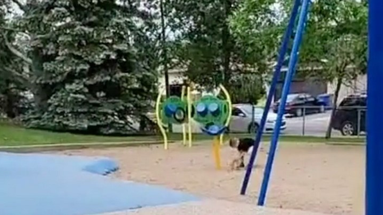 Video koji slama srce: Dječaku nitko nije došao na rođendan pa se sam igrao u parku