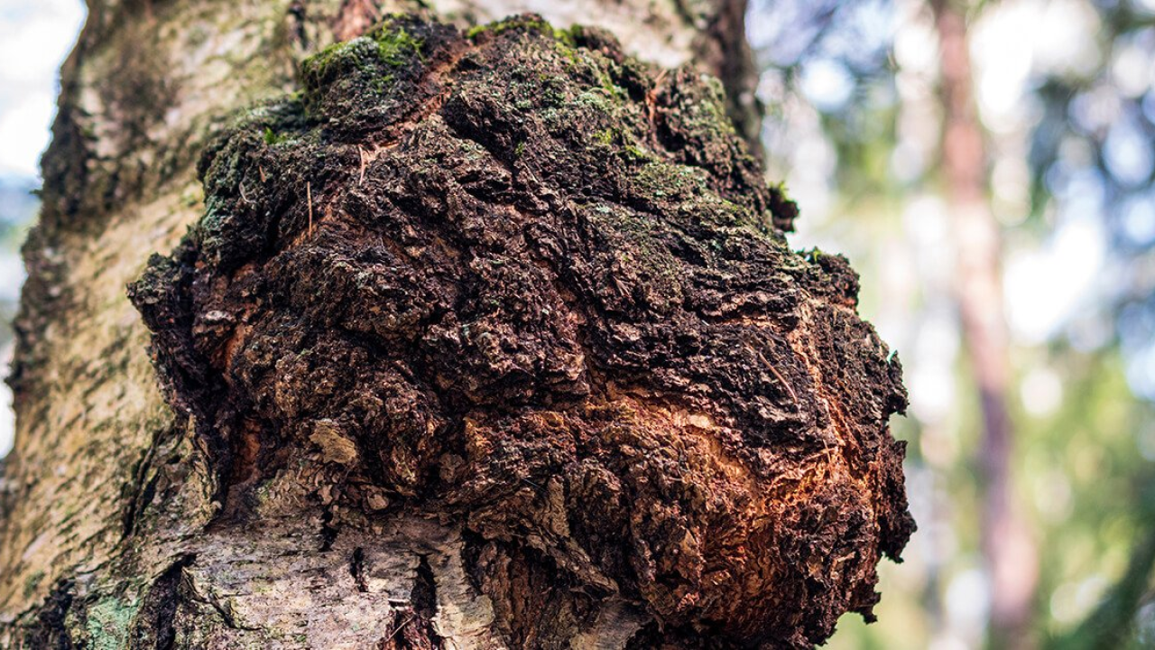 Hrani, liječi, jača: Gljiva besmrtnosti kojoj raste popularnost, a koristi se već stoljećima