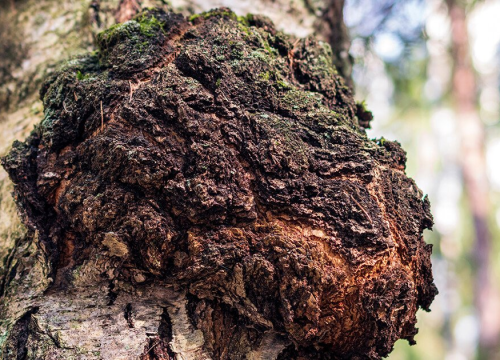 Hrani, liječi, jača: Gljiva besmrtnosti kojoj raste popularnost, a koristi se već stoljećima
