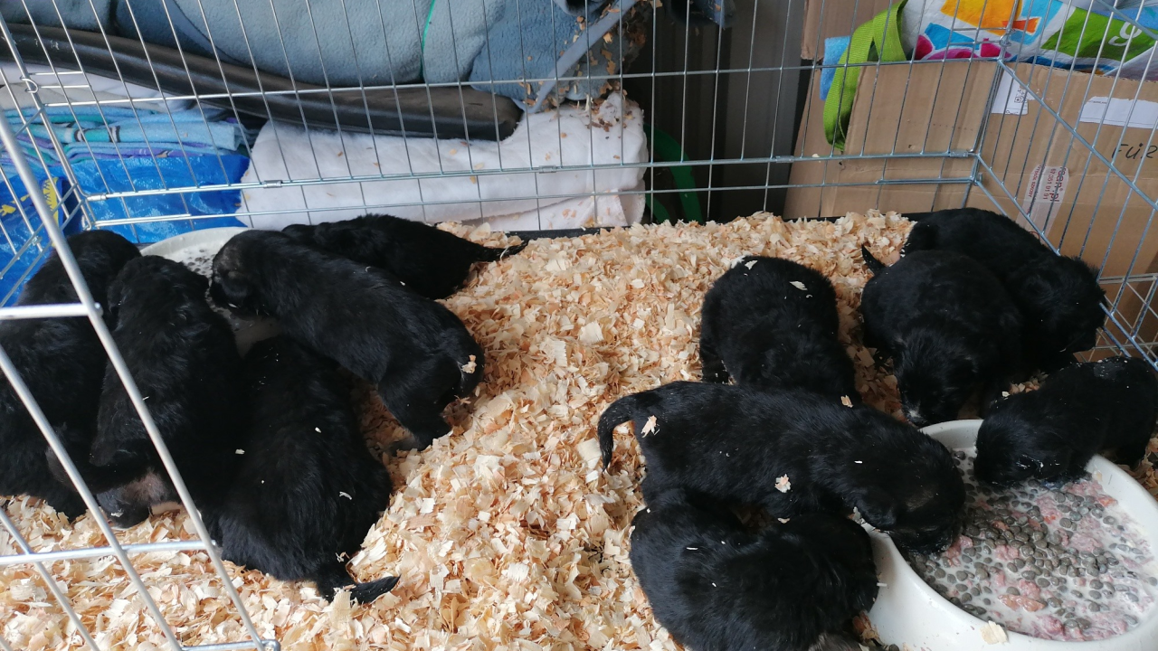 Netko je oko Knina bacio 11 minijaturnih štenaca: Traži se vlasnik da mu se pomogne s kastracijom kujice