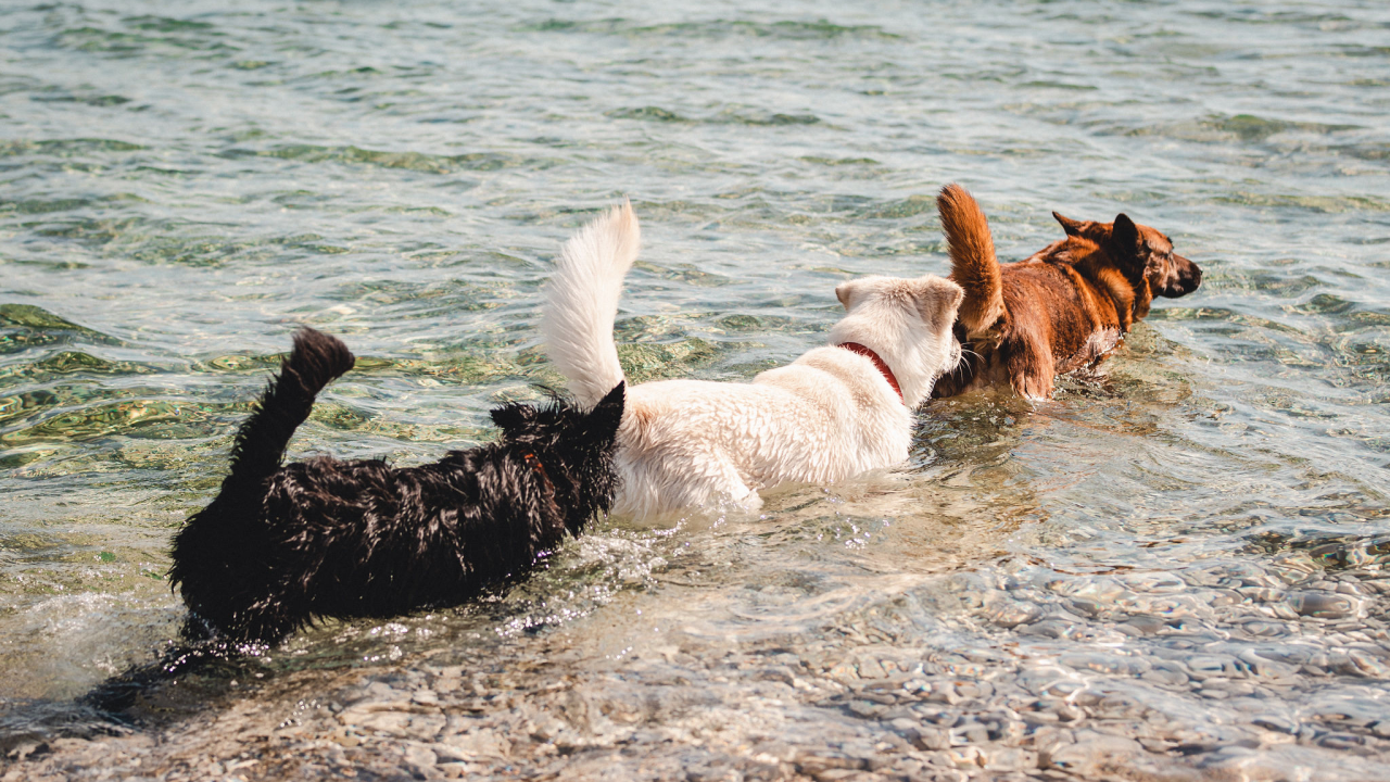 Evo kako zaštititi svoje ljubimce od ove  paklene vrućine