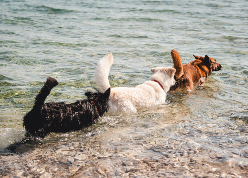 Evo kako zaštititi svoje ljubimce od ove  paklene vrućine