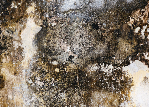 Znakovi da imate opasnu plijesan u domu