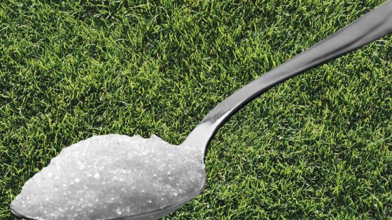 Evo zašto bi ovog ljeta trebali staviti žlicu šećera u dvorište