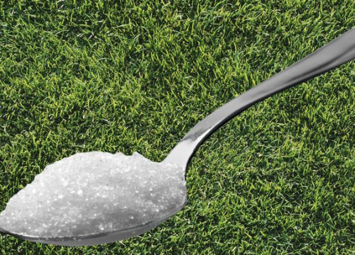 Evo zašto bi ovog ljeta trebali staviti žlicu šećera u dvorište